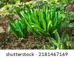 Small photo of Closeup of green autumn crocus plants growing in mineral rich and nutritious soil in a private, landscaped and secluded home garden. Textured detail of budding colchicum autumnale flowers in backyard