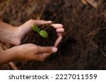 Plant, growth and soil in hands for earth day, support and sustainability with gardening dirt, fertilizer and nature in agriculture. Agro, green garden and natural environment for farming and spring