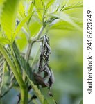 Small photo of Cannabis plant damaged by a stink bug, Sedgefield, Western Cape, South Africa. Stink bugs are prone to eat the top of the plant thus stinting cannabis growth and flower production.