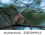 A Brown Bird  Tree Sparrow  ...