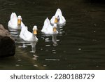 The White Ducks Are Swimming In ...