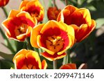 Washington State Tulips During...