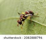 The Queensland Fruit Fly Is A...