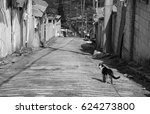 alley cat in shantytown in Seoul, Korea