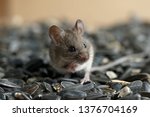 Closeup young wild mouse sits...