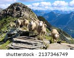 Pizzo di Claro, a summit in Switzerland, Ticono. A view of a herd of sheep grazing in the alps.