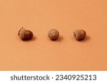 Acorn. Acorns fruits on oak tree branch. Closeup Dried acorns. oak nut background. Brown nuts. acorn in closeup. Oaknut. Nuts of oak trees. Acorn bread, pancakes, pastries, cookies, pasta. Ripe acorns