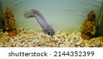 The Predatory Snake Head Fish ...