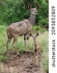 Kudu Cow And Young Calf In The...