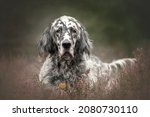 Small photo of Graceful english setter and heather
