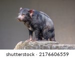 Small photo of Tasmanian Devil (Sarcophilus harrisii) standing and contemplative. These native Australian marsupials have been declared an endangered species. They are the world’s largest carnivorous marsupials.