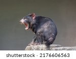Small photo of Tasmanian Devil (Sarcophilus harrisii) with mouth wide open, displaying the teeth, in an aggressive mood. These endangered native Australians are the world’s largest carnivorous marsupials.