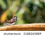 A Brown Sparrow Soaking Et...