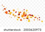 Autumn falling leaves isolated on white background. Autumn maple and oak leaves.