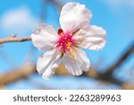 Almond blossom, close up image of an almond flower on the branch of an almond tree.