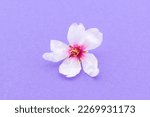 Close up image of an almond flower (Prunus dulcis). 