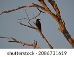 A Solitary  Bird  South Africa.