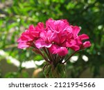 Pink Flower. Blurred Background....