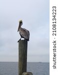 Pelican Perching On Post Of Dock