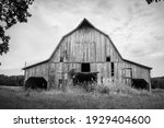 Stately Old Barn In Rural Bates ...