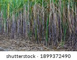Small photo of sugarcane fresh in farm. sugarcane plant ation in the harvest season Sugarcane, agriculture economy to produce sugar and food. industry Sugarcane plant farm from the factory to make sugar. Soft focus