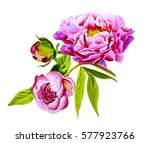 Pink  Violet Peony Watercolor ...