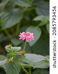 Small photo of A cold hardy sport from the ever-popular 'Miss Huff Hardy' Lantana with a smaller habit and abundant clusters of bicolor pink and yellow flowers from late spring to frost.