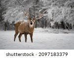 Portrait of a noble deer during ...