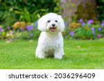 Close up of a cute little fluffy white Havanese dog in a lush green garden sitting centered in the screen