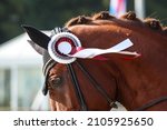 Small photo of Dressage show horse with ribbon close up