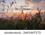 Small photo of A Tranquil Sunset Amidst Blooming Wildflowers - Golden Sunset Amidst Wildflowers - A Serene Evening Landscape Capturing Nature Beauty