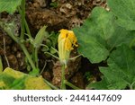 Small photo of Blooming Pumpkin Flower Amidst Lush Green Leaves - Capturing Nature's Beauty - A Close-Up View of a Blooming Pumpkin Flower Amidst Lush Greenery
