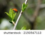 Ladybug On The Leaves....