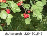 Small photo of Bright red berries of the hawthorn CRATAEGUS TOURN. EX L, growing naturally. They are used in herbal medicine for ailments as well as in culinary jams, jellies and wines.