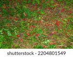 Small photo of Bright red berries of the hawthorn CRATAEGUS TOURN. EX L, growing naturally. They are used in herbal medicine for ailments as well as in culinary jams, jellies and wines.