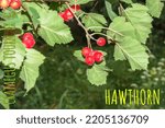 Small photo of Bright red berries of the hawthorn CRATAEGUS TOURN. EX L, growing naturally. They are used in herbal medicine for ailments as well as in culinary jams, jellies and wines.