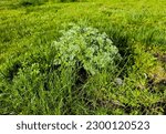 Closeup of fresh growing sweet wormwood Artemisia annua, sweet annie, annual mugwort grasses in the wild field, Artemisinin medicinal plant, natural green grass leaves texture wallpaper background