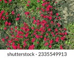 Dianthus deltoides brilliant red or carnation flowers with green
