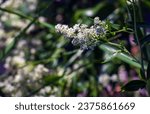 Small photo of Lepidium blooming with white flowers close up. It has a strong unpleasant odor and is used as a bedbug repellent.