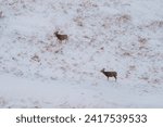 Small photo of An elegant duo of bucks in their natural winter habitat-an older buck with a crown of antlers and young buck standing against the field, with tufts of golden grass peeking through the pristine snow