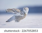 Snowy owl  owl  winter  snow ...