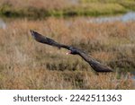Turkey Vulture Flying Close Up...