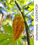 Small photo of selective focus on a yellow 'peria' vegetable hanging from a black-brown tree branch with a blurred background. it is surrounded by green leaves