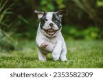 FRENCH BULLDOG PUPPY DOG newborn
