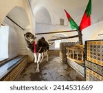 Small photo of Kairouan Tunisia - Dec 22 2023: A young camel operates the wheel raising water from the ancient Bir Barrouta, or Barrouta Well, in Kairouan, Tunisia. It is revered in the Muslim world and the camel w