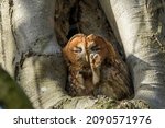 Tawny Owl In The Tree