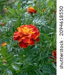 Tagetes Patula Blooms In The...