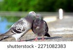 Small photo of As the sun began to set over the city skyline, two pigeons perched atop a nearby rooftop, cooing sweetly to one another. They bobbed their heads in unison, their feathers ruffling in the gentle breeze