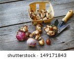 Small photo of The bulbs of hyacinths, daffodils, muscari (miscarry) and shovel on the table