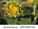 Sunflowers With Grasshoppers In ...